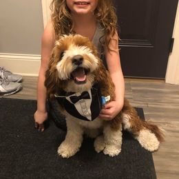 Cockapoo Puppies from Maple’s Cockapoo Puppies