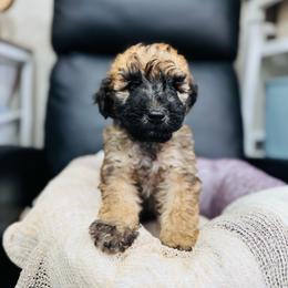 Cocoa-blue - Phantom male Bernedoodle puppy in Oak Hills, California from High Desert Doodles