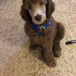 Poodle Puppies from RK'S Pets