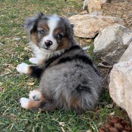 Casanova - Blue merle male Toy Australian Shepherd puppy in Carlsbad, New Mexico from Carlsbad Toy Aussies
