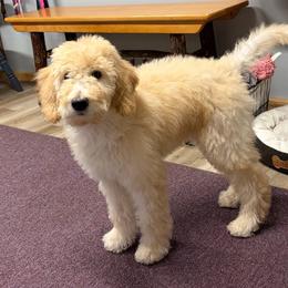 Hickory - Cream male Goldendoodle puppy in Lisbon, Ohio from Willow Lane Doodles