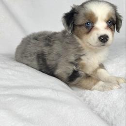 Chocolate chip - Blue merle male Miniature Australian Shepherd puppy in Bedias, Texas from JSK Aussie and Cavaliers
