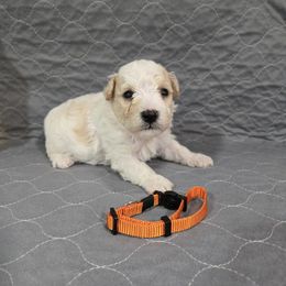 Orange - White and apricot male Bichon Frise puppy in Pickens, South Carolina from Beloved Bichon