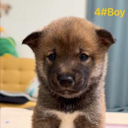 Boy 4 - Sesame male Shiba Inu puppy in Wildomar, California from Almond & Sesame