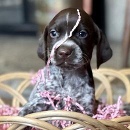 Airedale Terriers and German Shorthaired Pointers from Aim High Airedales & German Shorthaired Pointers