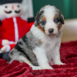 Plum - Merle female Bernedoodle puppy in Dundee, Ohio from Down Home Doodle