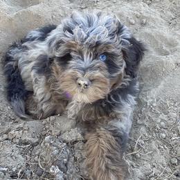 Bernedoodles and Labradoodles from Wild Roots Doodles