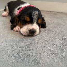Pink Collar - Black white and brown female Basset Hound puppy in Republic, Missouri from Shauna Jones Family Basset Hounds