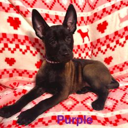 Purple - Black sable female Belgian Malinois puppy in Muskegon, Michigan from Red Acres Working Line K9s