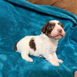 Maple - Brown and white female Bernedoodle puppy in Warrensburg, Missouri from Dreamer Ridge Puppies