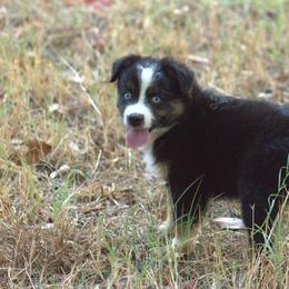 Miniature Australian Shepherd Puppies from MAC's Cirkles 8 Aussies