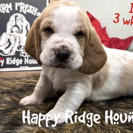 Ice - Red and white male Basset Hound puppy in Mebane, North Carolina from Happy Ridge Hounds