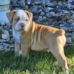 Olde English Bulldogges and Siberian Huskies from Haase Family Kennels
