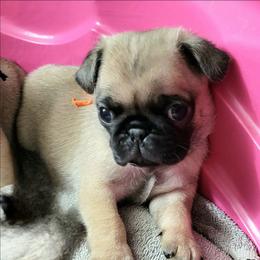Orange Boy - Fawn male Pug puppy in Weirsdale, Florida from Splash of Color Pug's