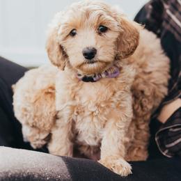 Bernedoodle, Goldendoodle, Poodle, and Shihpoo Puppies from Stormie's Doodles