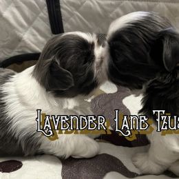 Shih Tzu Puppies from Lavender Lane Tzus