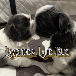 Shih Tzu Puppies from Lavender Lane Tzus