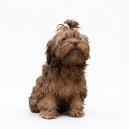 Arabella - Fawn female Russian Tsvetnaya Bolonka puppy in Chicago, Illinois from Simply Bolonka - A Russian Tsvetnaya Bolonka Kennel