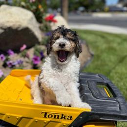 River - Tri-color male Labradoodle puppy in Murray, Utah from Swann's Kennels