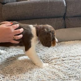 English Springer Spaniel Puppies from Timothy Naylor