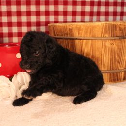 Pumpernickel - Silver male Poodle puppy in Peyton, Co, Usa, Colorado from Peyton Poodles