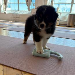 Peter - Black tri-color male Australian Shepherd puppy in Terryville, Connecticut from Spirited Aussies