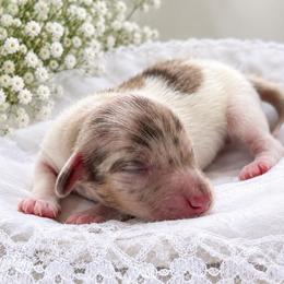 Jack - Dapple male Dachshund puppy in Gentry, Arkansas from Sweet As Pie Doxies