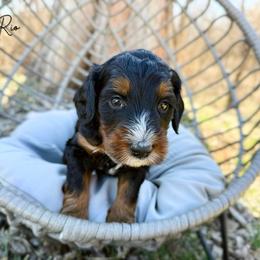 Rio - Phantom male Bernedoodle puppy in Wamego, Kansas from Doodles of Oz