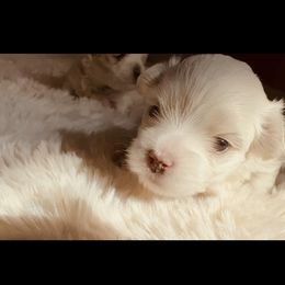 Maltese All Grown Up from MiaMiaMaltese Colorado