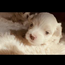 Maltese All Grown Up from MiaMiaMaltese Colorado