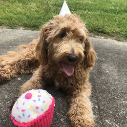Sunshine  - Australian Labradoodle