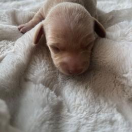 Daisy - Cream female Dachshund puppy in El Mirage, Arizona from Sunset Dachshunds