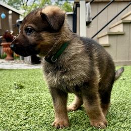 Jasper - Sable male German Shepherd puppy in Sonora, California from Elite Haus K9