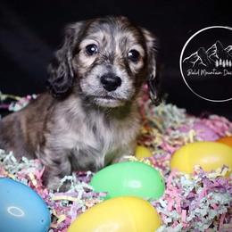 Dachshund Puppies from Bald Mountain Dachshunds