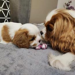 Cavalier King Charles Spaniel Puppies from London Fog Cavaliers