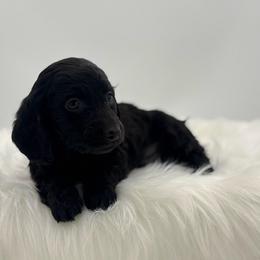 Echo - Black male Dachshund puppy in Litchfield, Illinois from Charmm Dachshunds