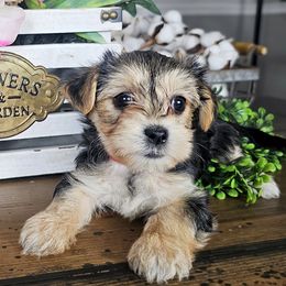 Red Collar Girl - Black and tan female Morkie puppy in Guyton, Georgia from Fluff Town Puppies, LLC