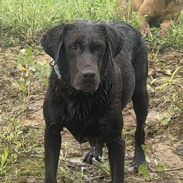 Cricket - Labrador Retriever