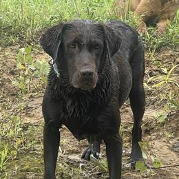 Cricket - Labrador Retriever