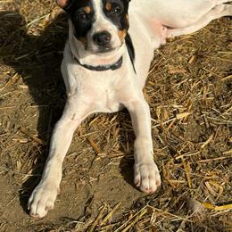 Jasper - Black white and tan male Rat Terrier puppy in Molalla, Oregon from The Puppy Patch Rat Terriers
