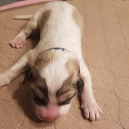 Royal Blue Collar Boy - White and badger male Great Pyrenees puppy in Bon Aqua, Tennessee from Joel's Farm LLC