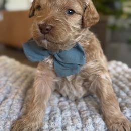 Mogul - Apricot male Goldendoodle puppy in Gilbert, Arizona from Sunny Doodles