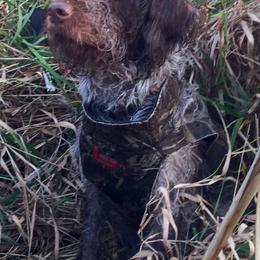 Tibetan Spaniels and Wirehaired Pointing Griffons from Timoria Kennels