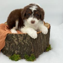 Girl 3 - Red tri-color female Aussiedoodle puppy in Manteca, California from Silva Ranch Doodles
