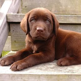 Labrador Retrievers from Wagner's Retrievers