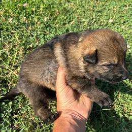 Yellow Collar, Sable Male - Sable male German Shepherd puppy in Milan, Illinois from Stonewick German Shepherds