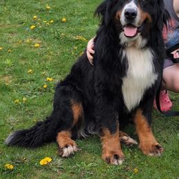 John - Black rust and white male Bernese Mountain Dog puppy in Strasburg, Ohio from Lois Allison