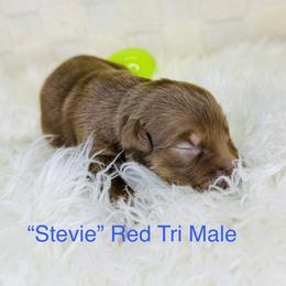 Stevie - Red tri-color male Australian Shepherd puppy in Texas from Legendary Canines