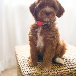 Goldendoodle Puppies from Mumzee Doodles