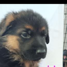 Pink - Black and red female German Shepherd puppy in Gustavus, Ohio from Cross Kreek Kennels
